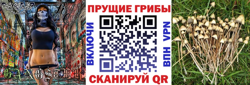 Купить закладки  Сорск  Галлюциногенные грибы прущие грибы 